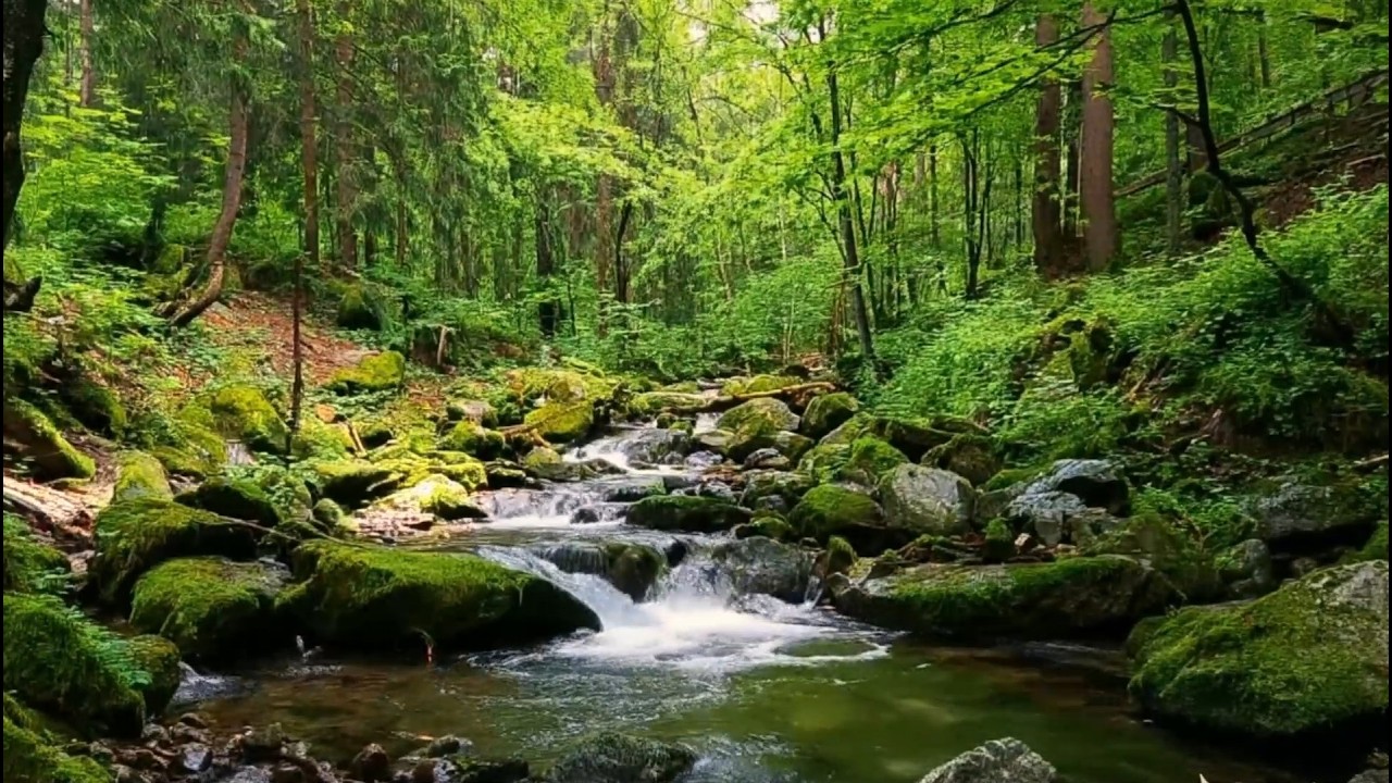 Calming Forest Ambience 🌿 Gentle Stream & Birds for Sleep