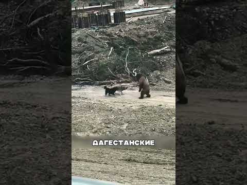 Медведь против ЭЛИТНЫХ алабаев🐻💥🔥