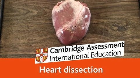 Heart dissection - O Level Biology CAIE