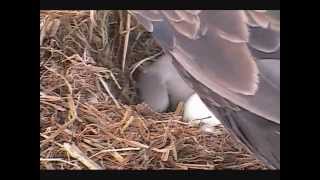 Decorah Eagles   Mom shows off the hungry 1st Eaglet