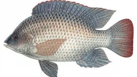 Vua Rô Phi câu cá Rô phi dịch vụ tự nhiên và thi đấu | hương liệu câu cá Rô Phi