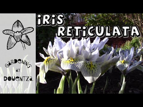 วีดีโอ: Reticulated Iris Information: เรียนรู้เกี่ยวกับ Reticulated Iris Care ในสวน