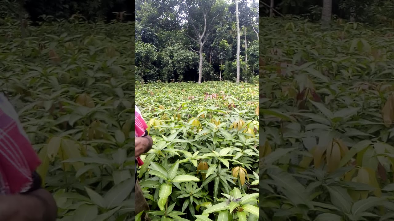 Mango graft plants