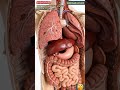Internal View Of Elephant 🐘 Digestive System Animation/ Animal Anatomy /Animals AI ART/92
