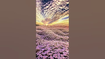 Vertical video wallpaper