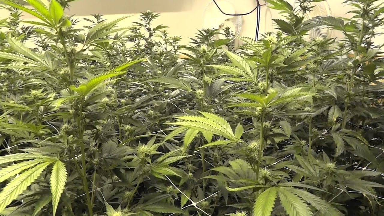 ADDITIVE SHOOTOUT! AN vs Heavy16 - Money Maker 4K