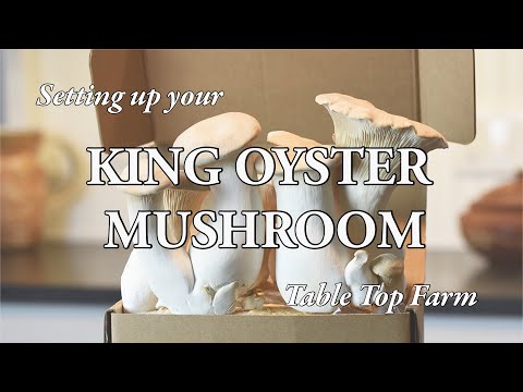 King Oyster Mushroom Table Top Farm Set Up