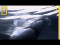Shark Behavior and Sensory Adaptations