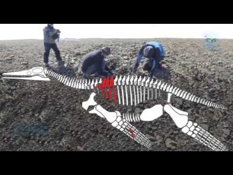 Scientists discover a 150 million years old plesiosaur in Antarctica VIDEO HD