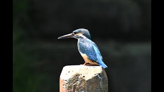 菊名池公園のカワセミ観察日記（2025年5月3日）