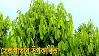 তেজপাতার উপকারিতা এবং অসাধারণ কিছু গুনাগুন। Health Benefits of Bay Leaf | Hakim Ranjit Kumar Chanda