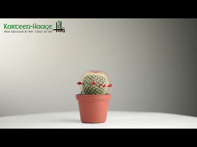 Mammillaria haageana f. conspicua FO-210 - YouTube