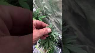 3x3 and frijoles project update