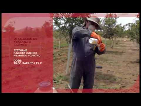 Video: Enfermedades del manzano: problemas comunes en el cultivo del manzano