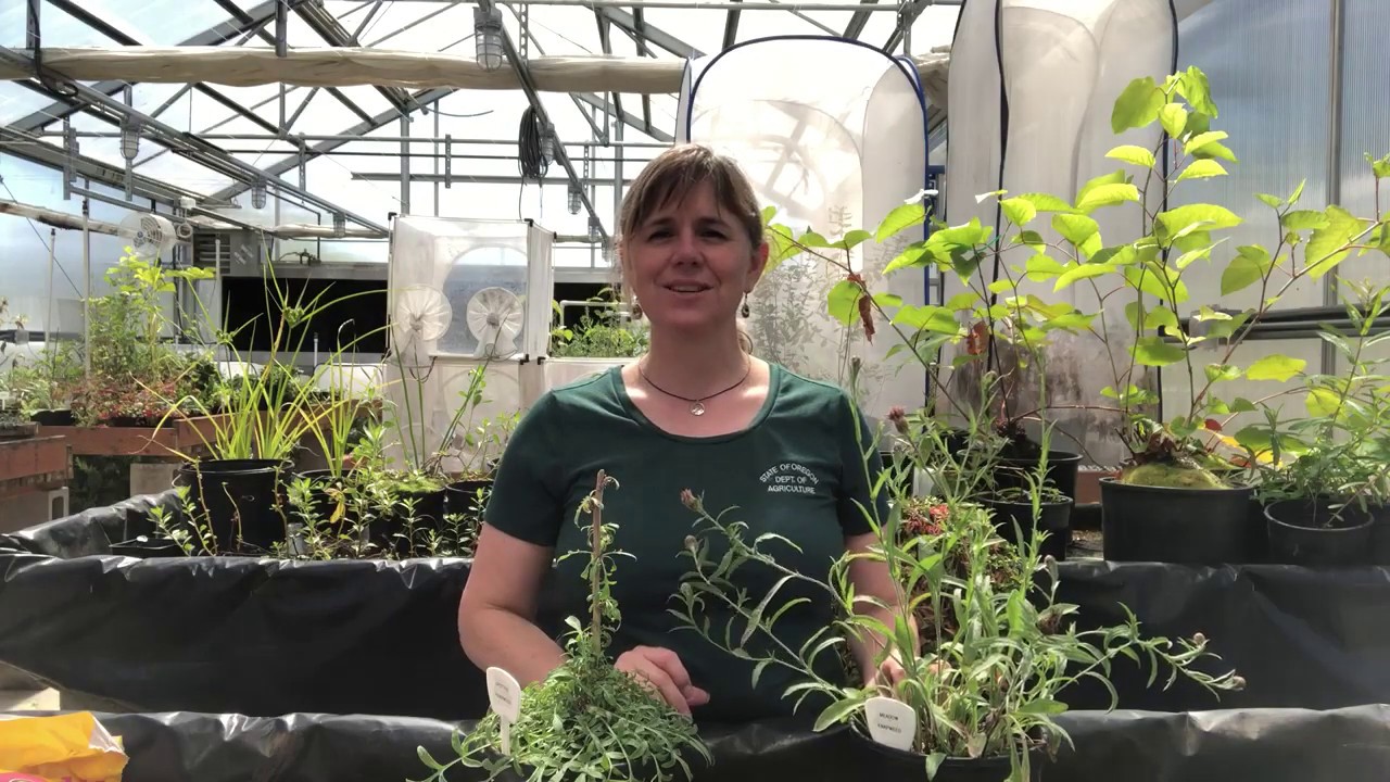 Spotted and Meadow Knapweeds