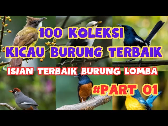 PART 1 KOLEKSI ISIAN BURUNG TERBAIK || KOMBINASI MASTERAN PALING LENGKAP DAN PALING JERNIH AUDIONYA class=