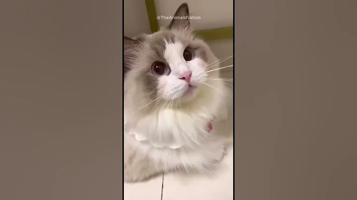 Video 11451971: hilarious funny compilation, hilarious animal compilation, funniest cats dogs, compilation amazing