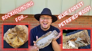 Rockhouding Blue Forest Petrified Wood in Wyoming!