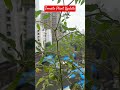 Tomato Plant Update | 3 Months | #tomatoplant #houseplants #update #shorts