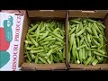 Okra Picking~2000 Pounds in One Season