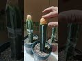 How to graft cactus (quick guide!) #shorts