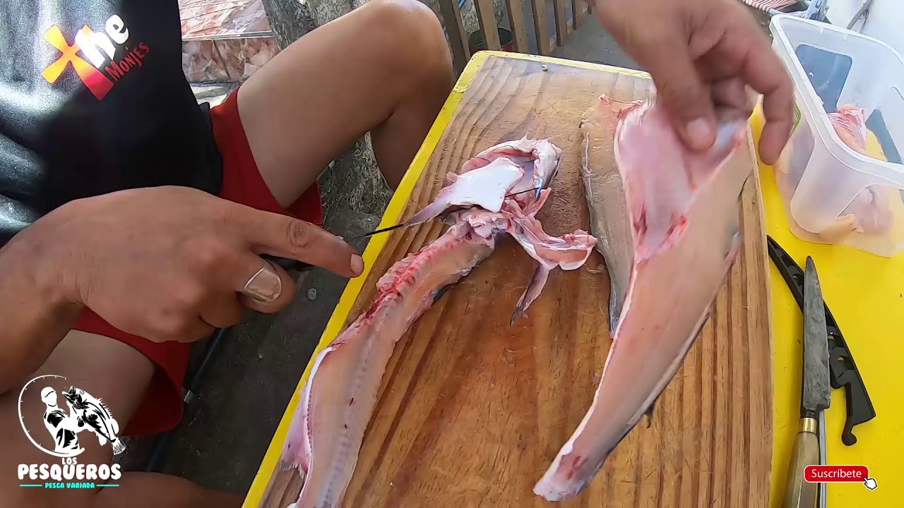 COMO HACER FILETES DE BAGRE MOCHUELO, BAGRE DE MAR, TAMBIEN SIRVE PARA EL BAGRE DE AGUA DULCE