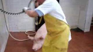 Sacrificio de Cerdo