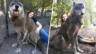 Salvano questo cane enorme dagli abusi e scoprono il perchè della sua misura...