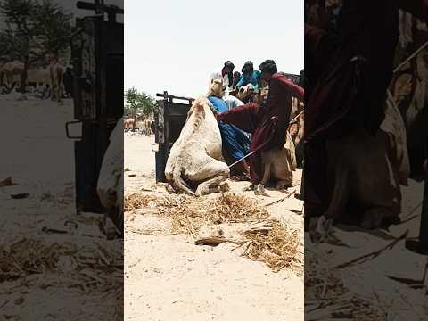 ريت ورواز الناس وعملهم في سوق الجمال 