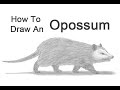 How to Draw an Opossum