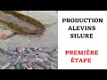 Production alevins silure en afrique premire etape