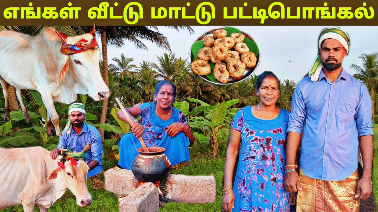 பழமைமாறாத எங்கள்மாட்டின் பட்டி பொங்கல் l our village life 💚 vanni bro 