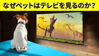 あなたの犬は本当にテレビを見ていますか？