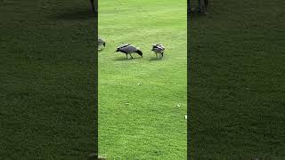 🌿 Pacific Black Duck Family Foraging in Green Grass at the Park | Peaceful Birdlife #sorts