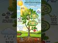 Prakash sanshleshan kise kahate Hain (what is photosynthesis)#shorts