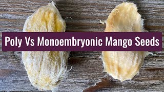 Polyembryonic Vs Monoembryonic Mango Seeds