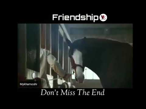 tere-jaisa-yaar-kaha-song-|-animal-version-|-horse-dog-friendship
