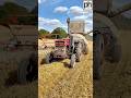 Heritage Wheat Harvest #vintagefarming #harvest2023