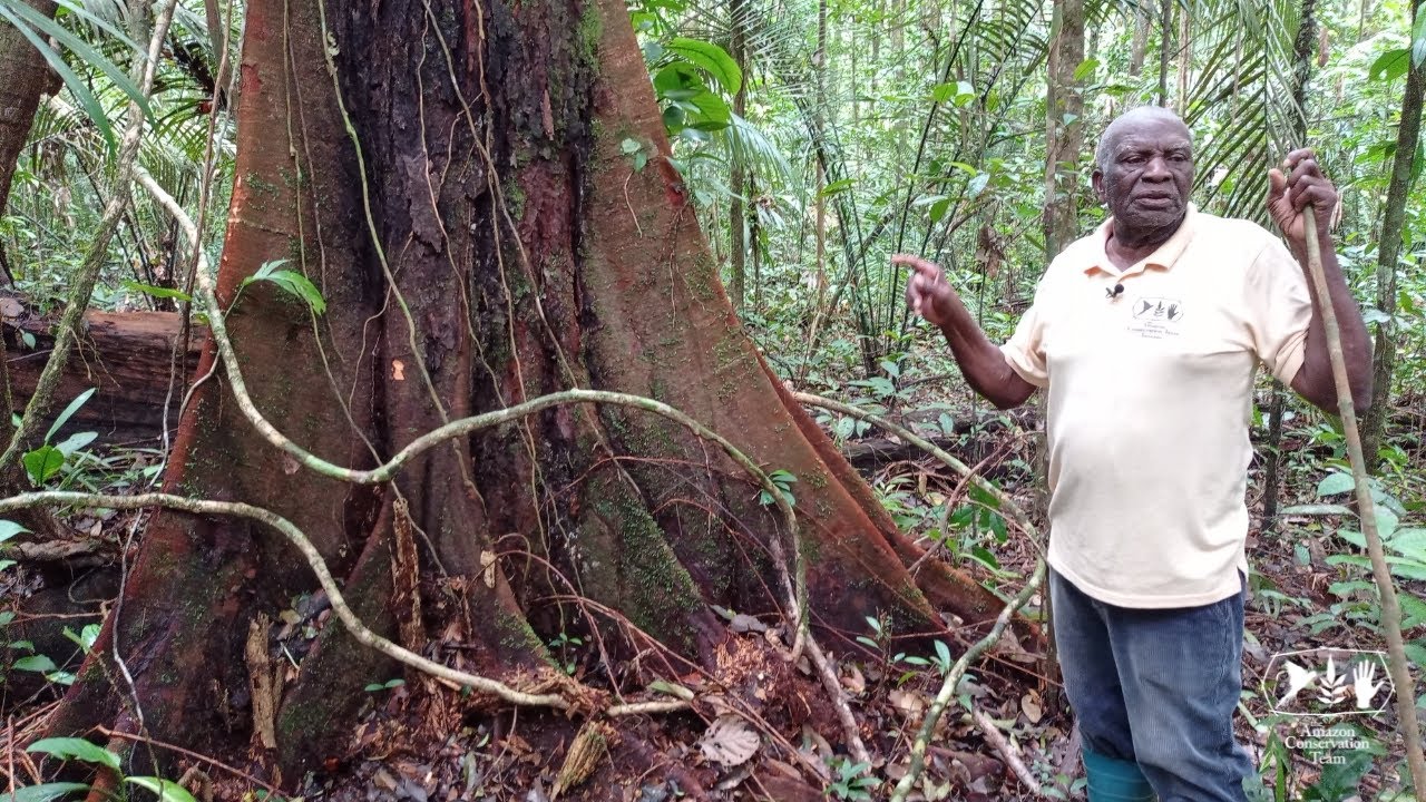 Forest types of Suriname: High dryland forests in eastern Suriname (Mapane)