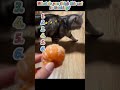 #cat #smartcat #funnycat #catvideo #cats #catlover #clevercat #viralshorts #shorts
