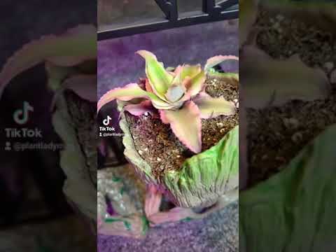 Video: Planter Avengers