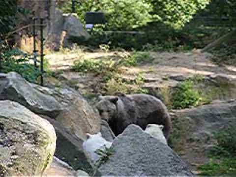 Grey wolf and Brown bear mixed enclosure