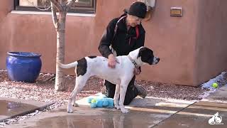 Nicki A158792 by Santa Fe Animal Shelter 1 month ago 32 seconds 160 views