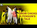 Snow Chicks A Penguin&#39;s Tale | The Penguins - हिन्दी डॉक्यूमेंट्री | World Documentary HD