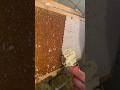 Harvesting Honey | Food Network