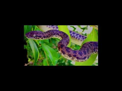 The Spotted python