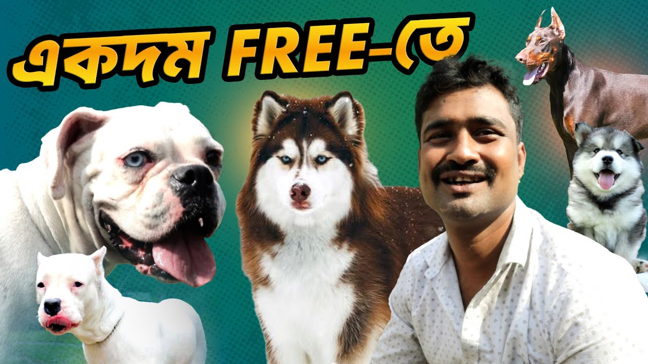 ফ্রী তে কুকুর নিয়ে যান | অশোকনগরে কুকুর কেনেল_  সবচেয়ে কম দামে কুকর পেয়ে যাবেন | 62965 65702