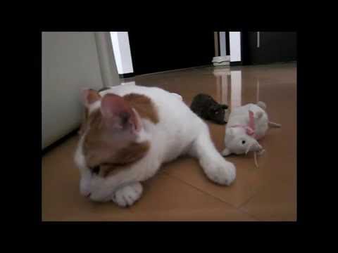 まったり猫にネズミをけしかけてみた
