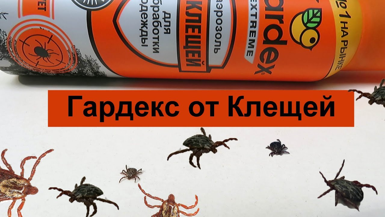 Клещи отзывы от людей. Клещи паразитирующие на насекомых. Насекомое между клопом и клещом. Насекомое на Гряде с клещами. От клеща на комнатных растениях препараты.