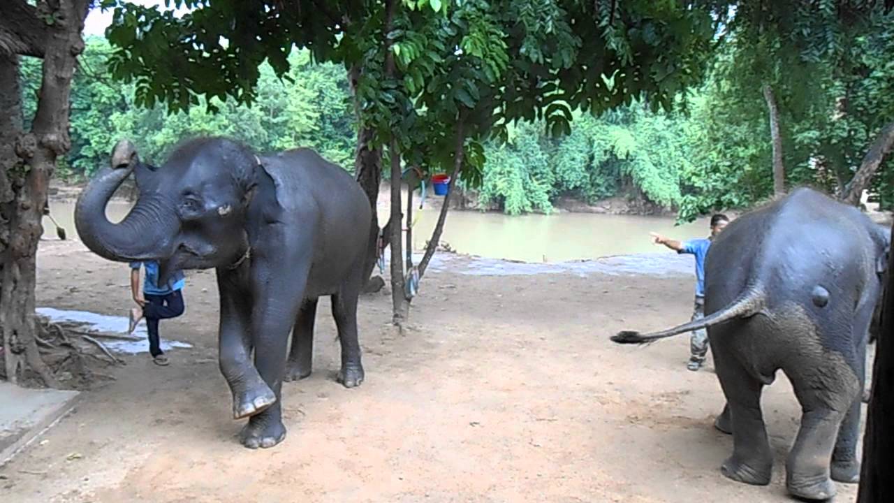 Танец слоники. Слоник танцует. Слониха в танце. Танцующий слон фото. Танец слонят.